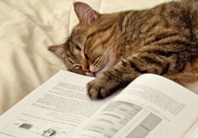 为什么你会觉得好书难读？缩略图